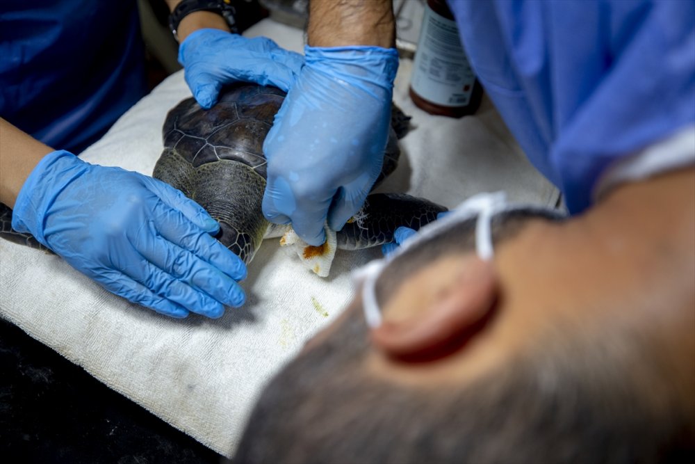 Deniz Kaplumbağalarının Cankurtaranları