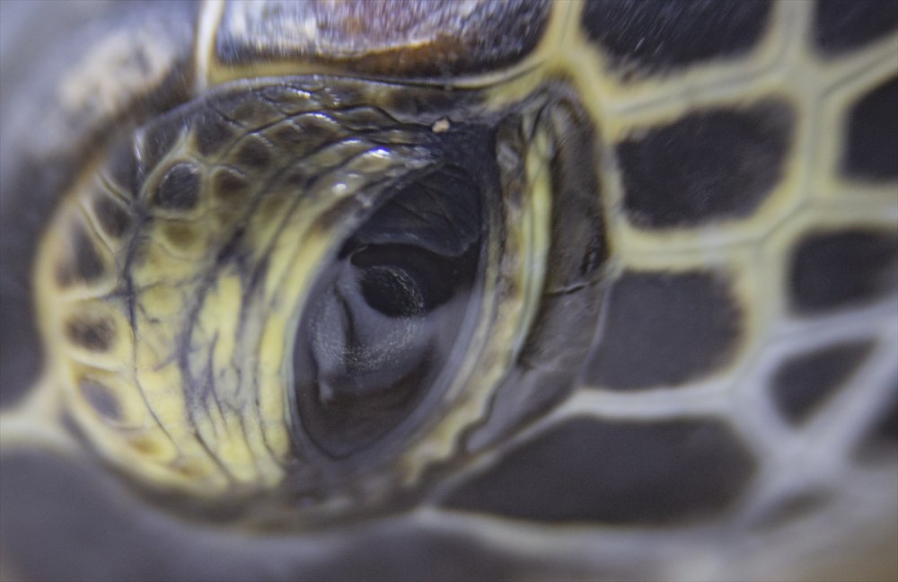 Deniz Kaplumbağalarının Cankurtaranları