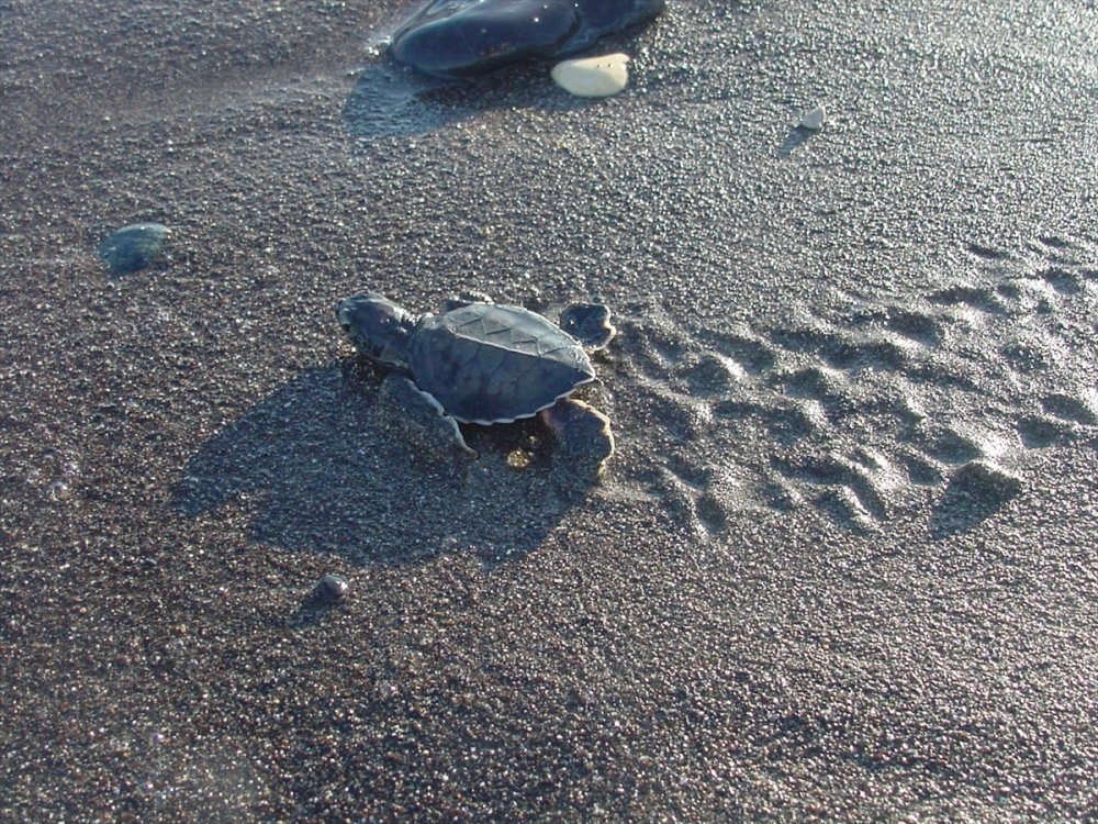 Mersin'de Yavru Deniz Kaplumbağaları Odtü Güvencesiyle İlk Adımlarını Atıyor