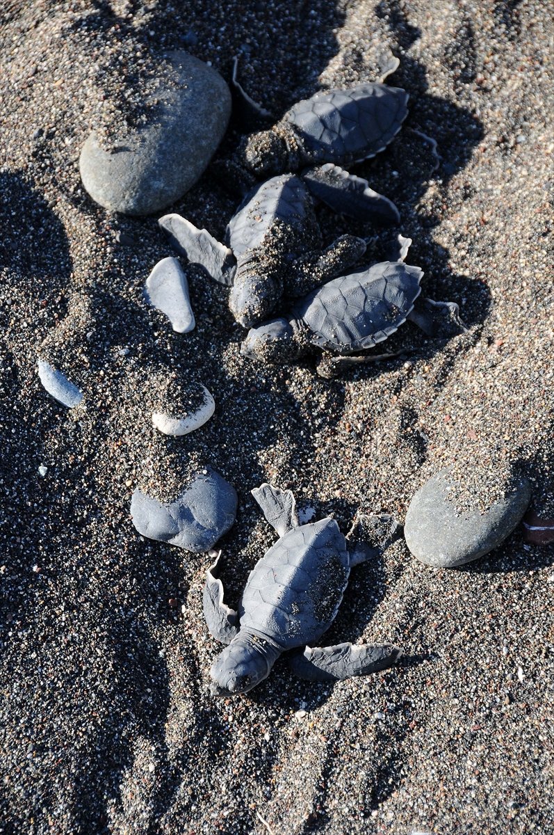 Mersin'de Yavru Deniz Kaplumbağaları Odtü Güvencesiyle İlk Adımlarını Atıyor