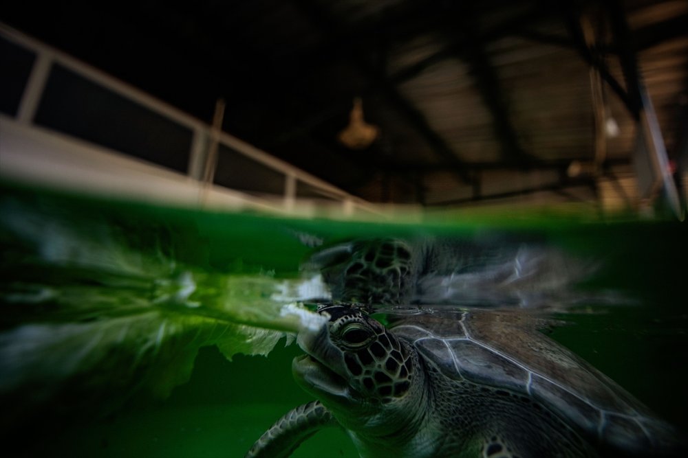 Patara Deniz Kaplumbağaları Koruma Ve İzleme Programı