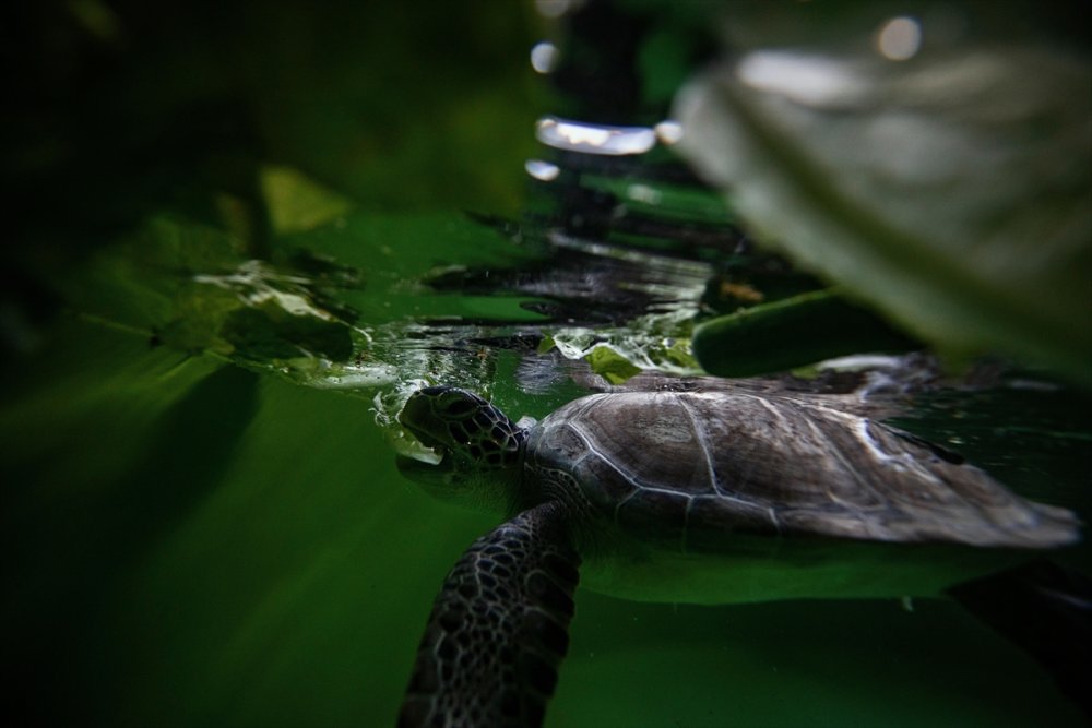 Patara Deniz Kaplumbağaları Koruma Ve İzleme Programı