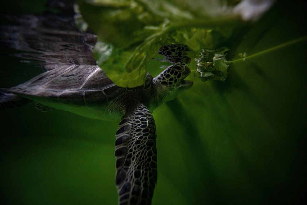 Patara Deniz Kaplumbağaları Koruma Ve İzleme Programı
