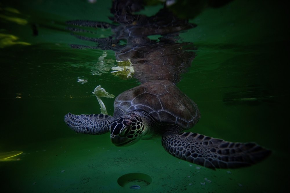 Patara Deniz Kaplumbağaları Koruma Ve İzleme Programı