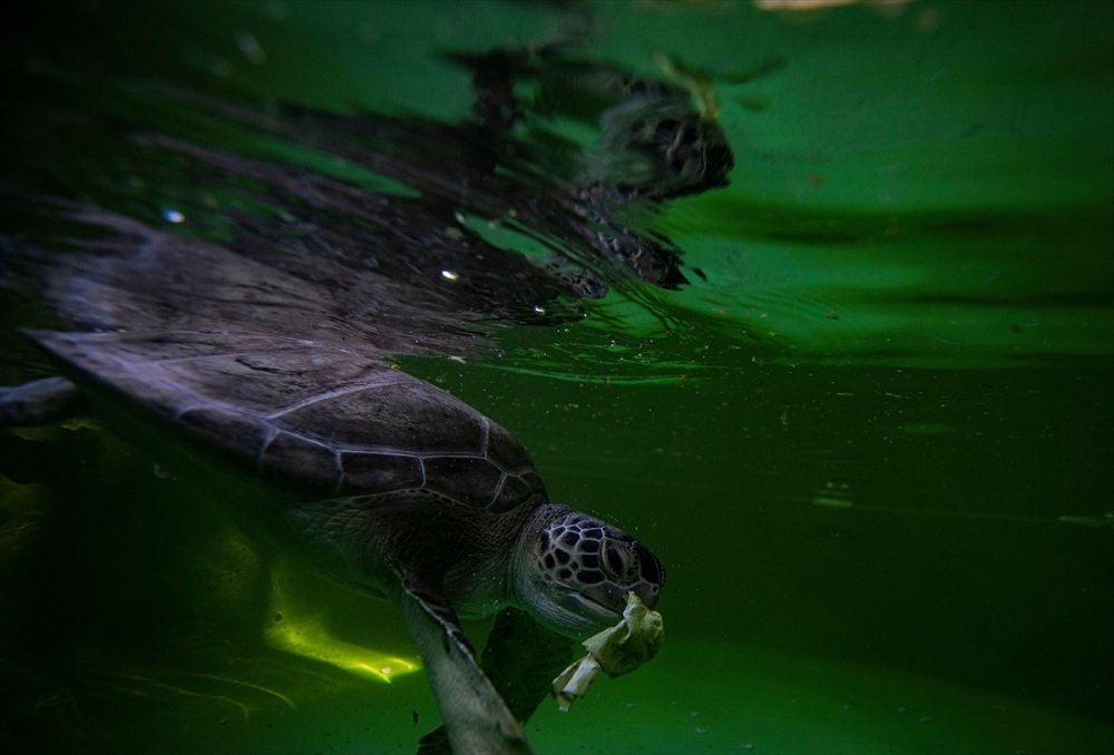 Patara Deniz Kaplumbağaları Koruma Ve İzleme Programı