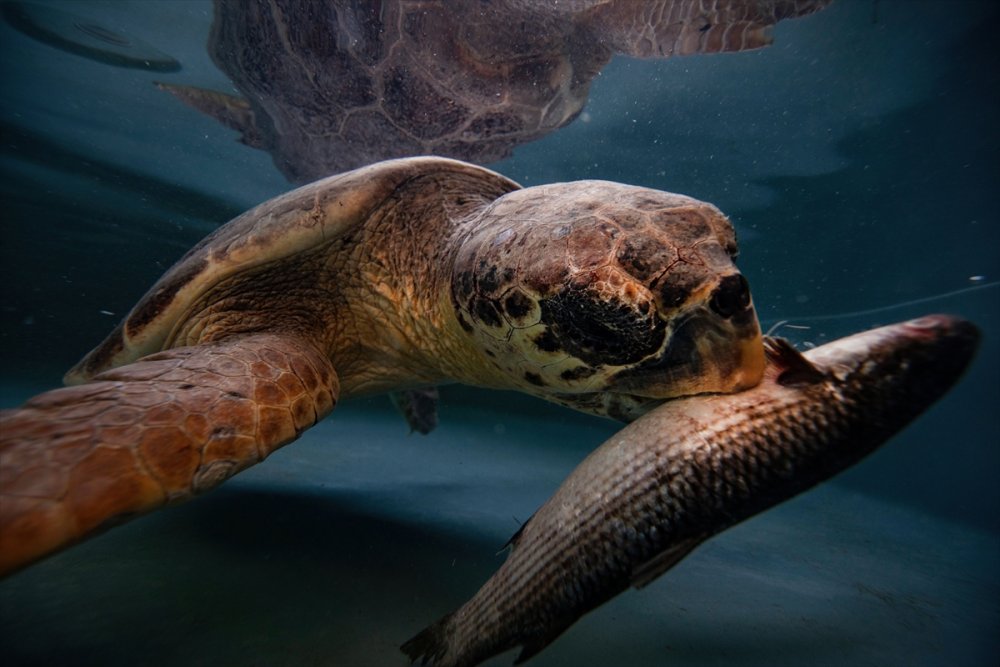 Patara Deniz Kaplumbağaları Koruma Ve İzleme Programı