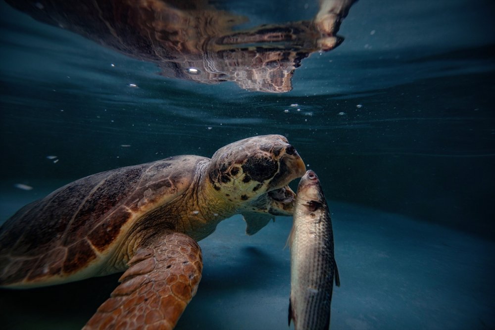 Patara Deniz Kaplumbağaları Koruma Ve İzleme Programı