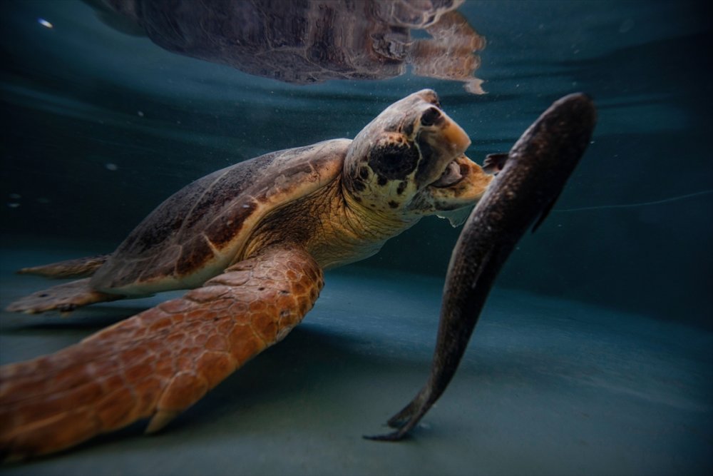 Patara Deniz Kaplumbağaları Koruma Ve İzleme Programı