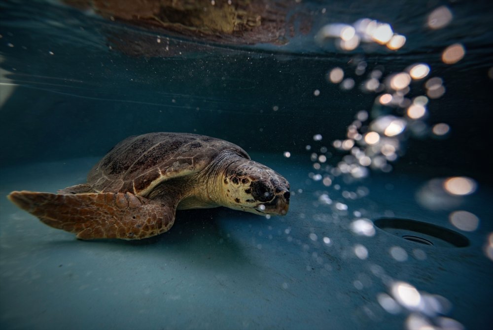 Patara Deniz Kaplumbağaları Koruma Ve İzleme Programı