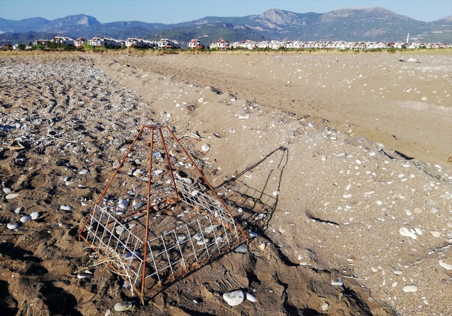 Güncelleme - Antalya'da Caretta Carettaların Üreme Alanına İş Makinesiyle Girildi