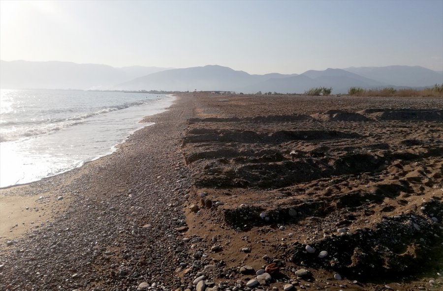 Güncelleme - Antalya'da Caretta Carettaların Üreme Alanına İş Makinesiyle Girildi