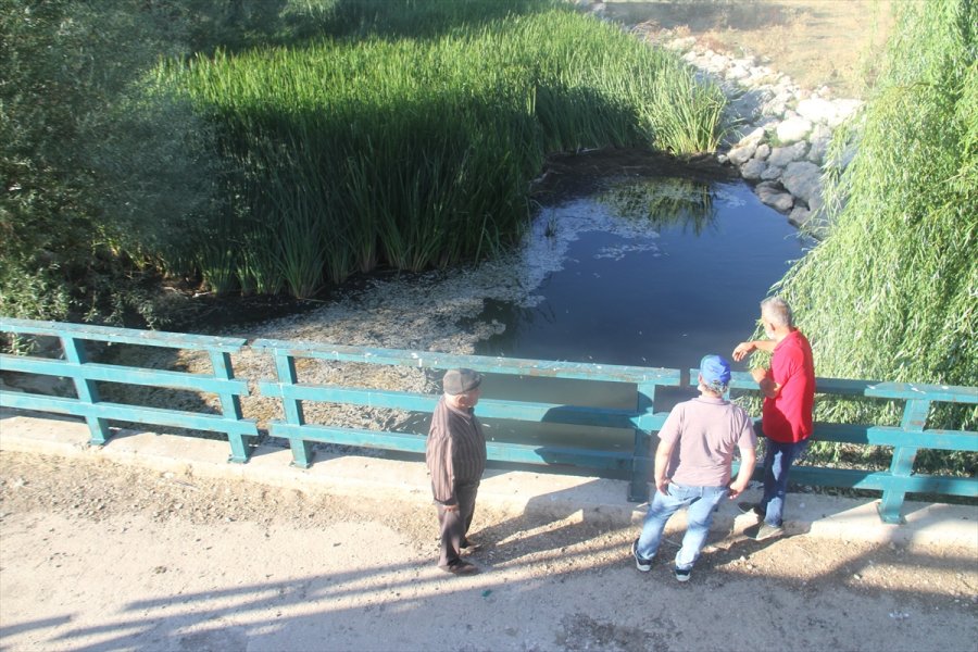 Beyşehir Gölü'ne Dökülen Çayda Toplu Balık Ölümleri