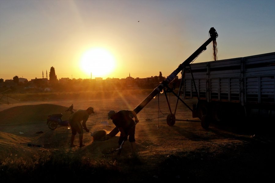 Konya Ovası'nda Hububattaki Verim Ve Fiyat Artışı Çiftçinin Yüzünü Güldürdü
