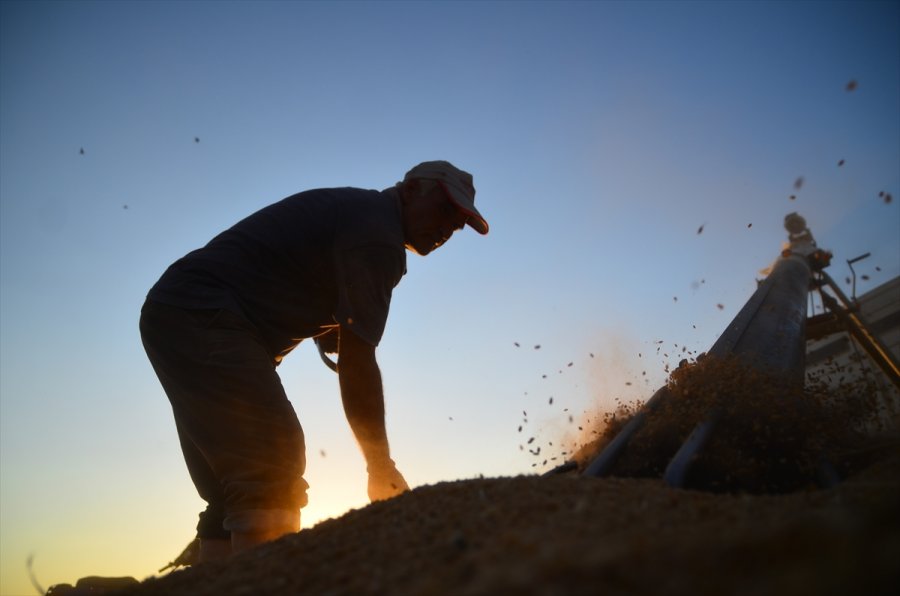 Konya Ovası'nda Hububattaki Verim Ve Fiyat Artışı Çiftçinin Yüzünü Güldürdü