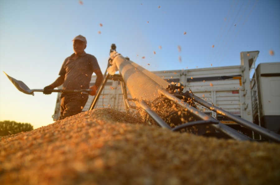 Konya Ovası'nda Hububattaki Verim Ve Fiyat Artışı Çiftçinin Yüzünü Güldürdü