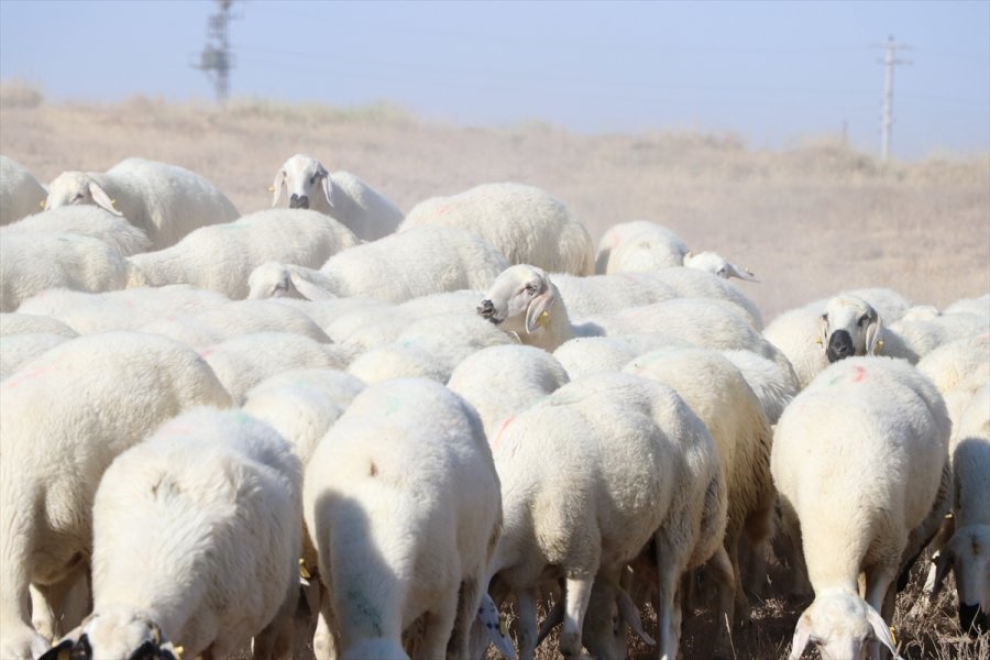 Niğde'de Büyüme Ve Gelişme Hızı İle Et Verimi Yüksek Koyun Islah Edildi
