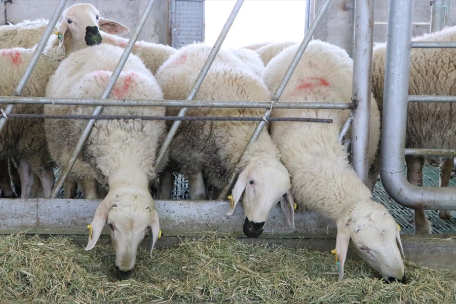 Niğde'de Büyüme Ve Gelişme Hızı İle Et Verimi Yüksek Koyun Islah Edildi