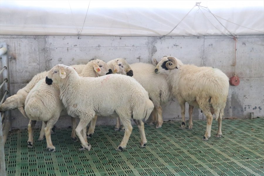 Niğde'de Büyüme Ve Gelişme Hızı İle Et Verimi Yüksek Koyun Islah Edildi