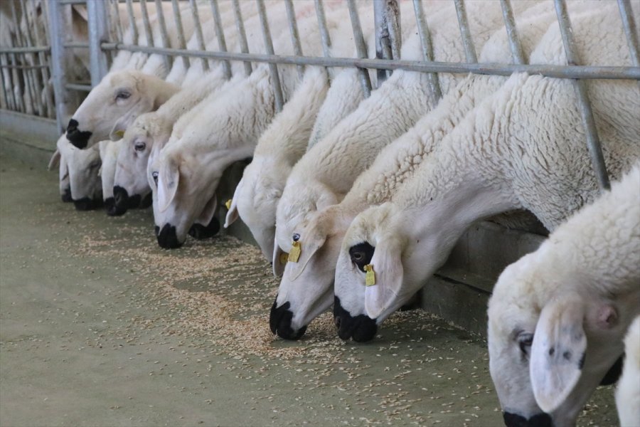 Niğde'de Büyüme Ve Gelişme Hızı İle Et Verimi Yüksek Koyun Islah Edildi