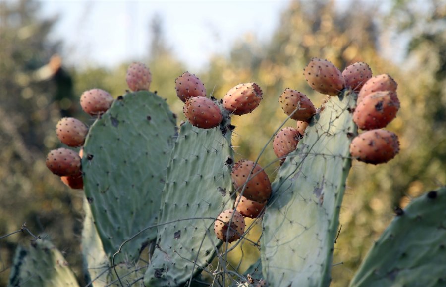 Toplaması Zahmetli Dikenli İncirde Hedef İhracat