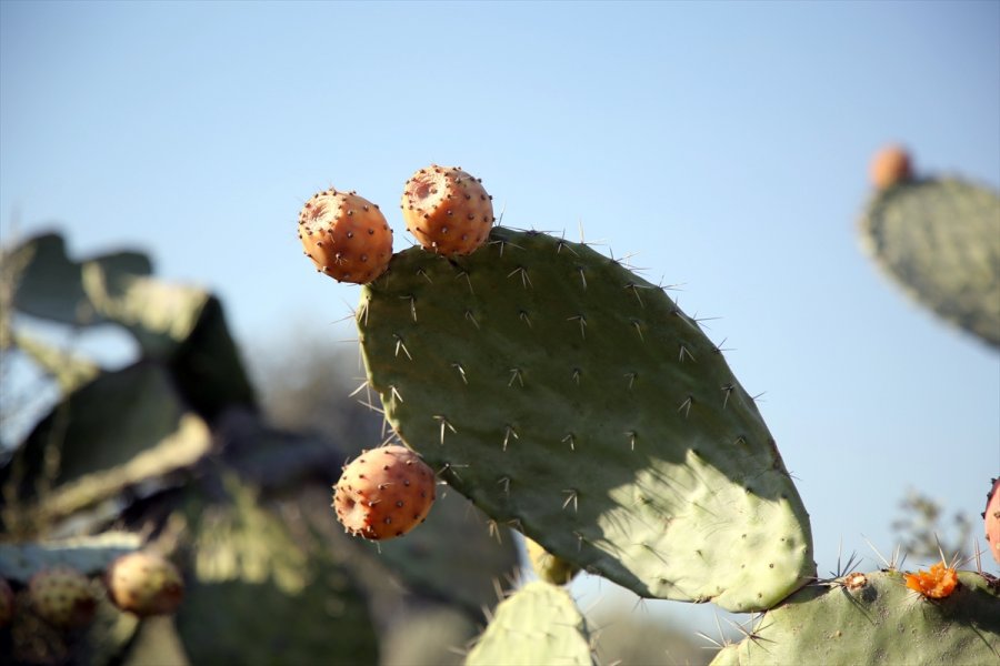 Toplaması Zahmetli Dikenli İncirde Hedef İhracat