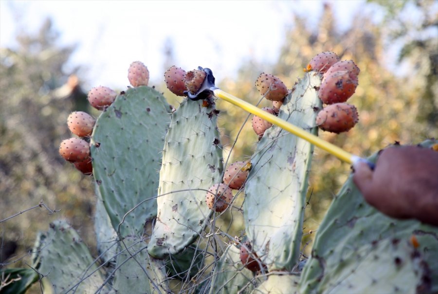 Toplaması Zahmetli Dikenli İncirde Hedef İhracat