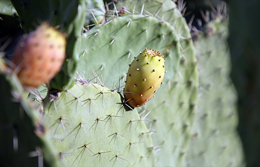 Toplaması Zahmetli Dikenli İncirde Hedef İhracat