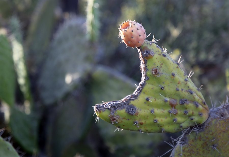 Toplaması Zahmetli Dikenli İncirde Hedef İhracat