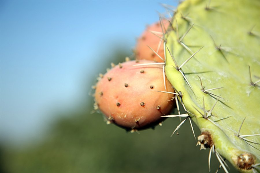 Toplaması Zahmetli Dikenli İncirde Hedef İhracat