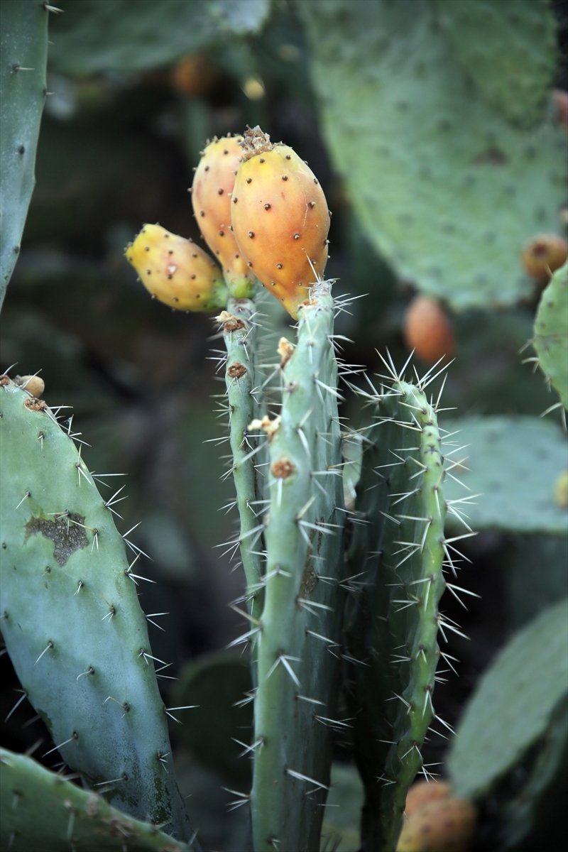 Toplaması Zahmetli Dikenli İncirde Hedef İhracat