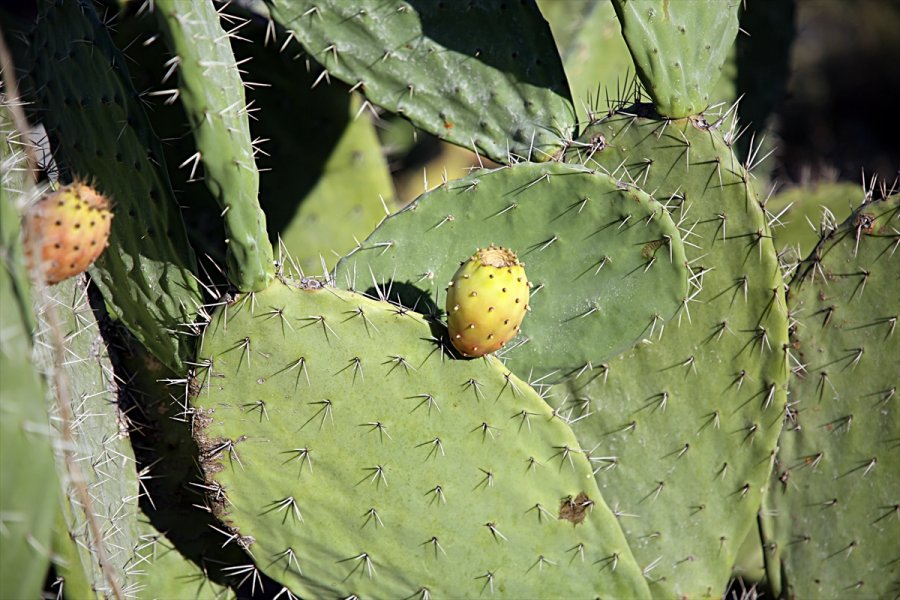 Toplaması Zahmetli Dikenli İncirde Hedef İhracat