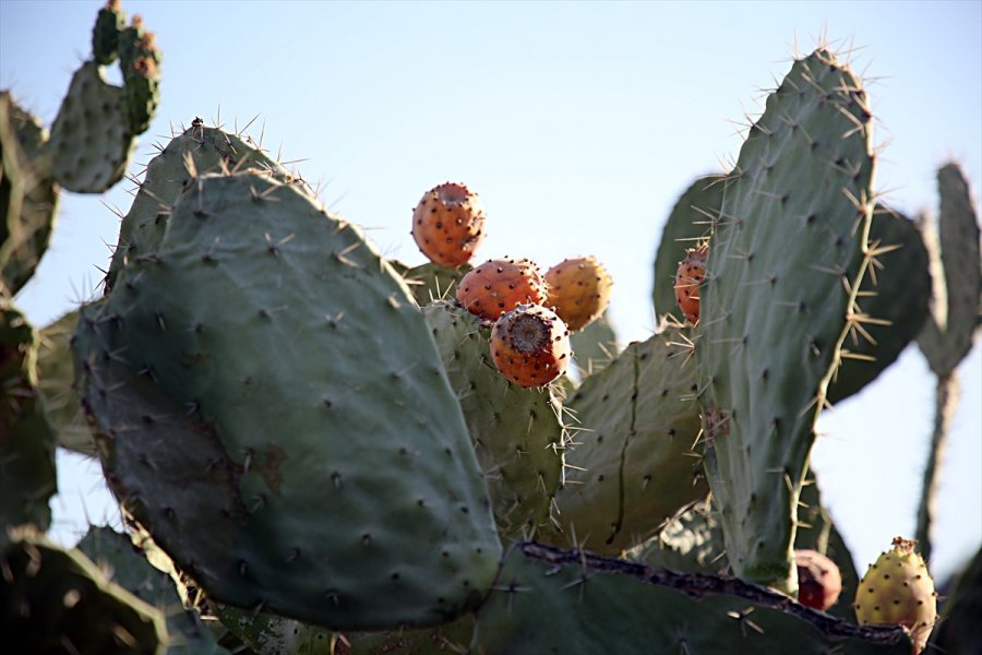 Toplaması Zahmetli Dikenli İncirde Hedef İhracat