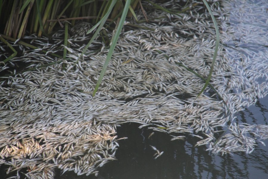 Beyşehir Gölü'ne Dökülen Çaydaki Balıkların Toplu Ölüm Nedeni Oksijen Yetersizliği