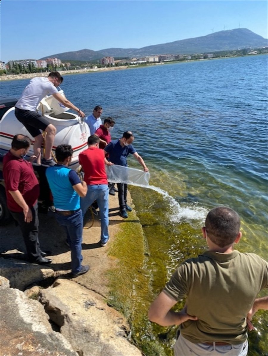 Beyşehir'de Göl Ve Göletlere 150 Bin Yavru Sazan Balığı Bırakıldı