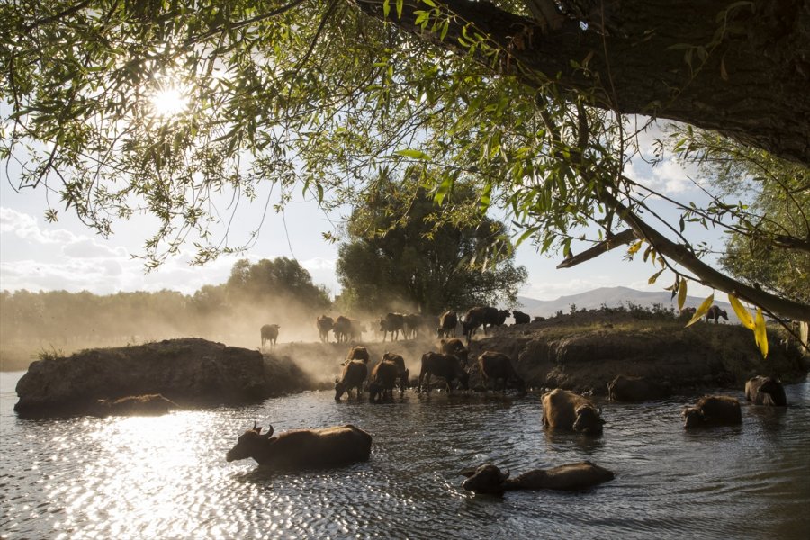 Erciyes'in Eteklerinde Yayılan Mandaların Gün Sonu Banyosu Görsel Şölen Sunuyor