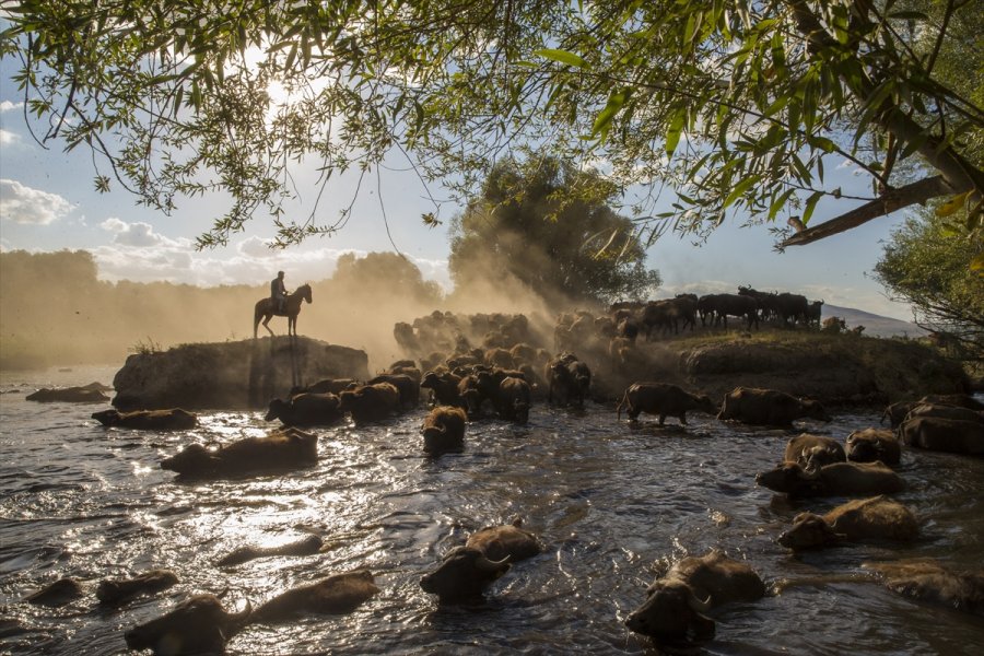 Erciyes'in Eteklerinde Yayılan Mandaların Gün Sonu Banyosu Görsel Şölen Sunuyor