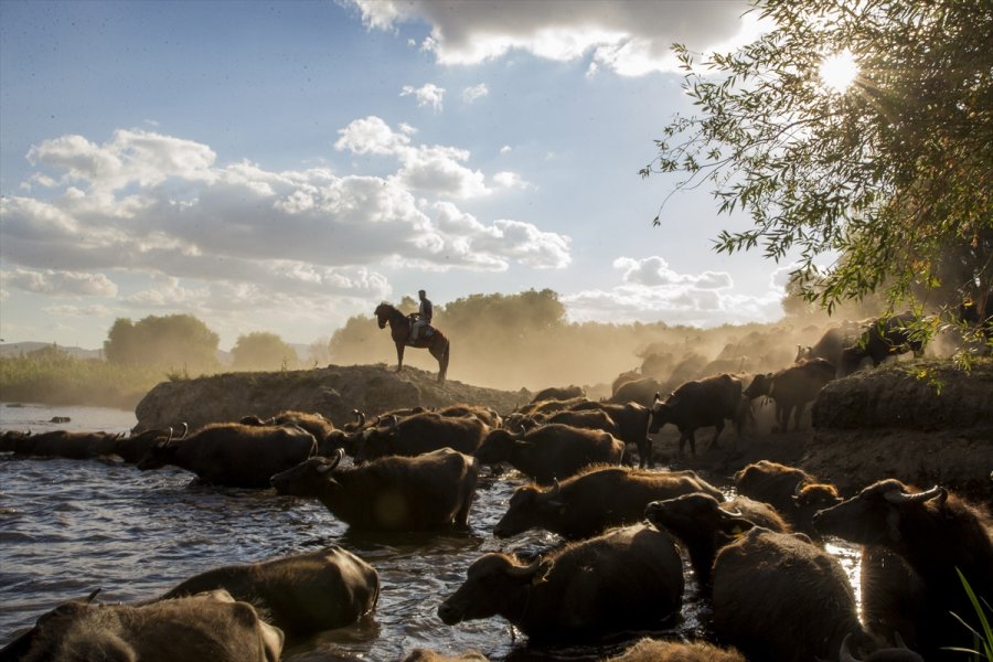 Erciyes'in Eteklerinde Yayılan Mandaların Gün Sonu Banyosu Görsel Şölen Sunuyor