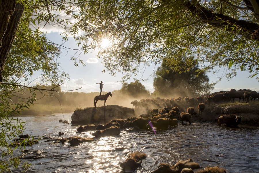 Erciyes'in Eteklerinde Yayılan Mandaların Gün Sonu Banyosu Görsel Şölen Sunuyor