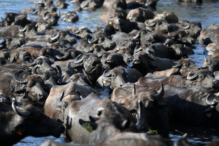 Erciyes'in Eteklerinde Yayılan Mandaların Gün Sonu Banyosu Görsel Şölen Sunuyor