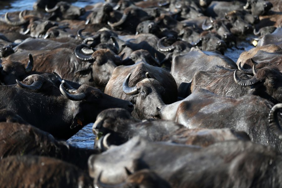 Erciyes'in Eteklerinde Yayılan Mandaların Gün Sonu Banyosu Görsel Şölen Sunuyor