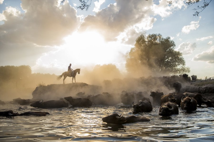 Erciyes'in Eteklerinde Yayılan Mandaların Gün Sonu Banyosu Görsel Şölen Sunuyor