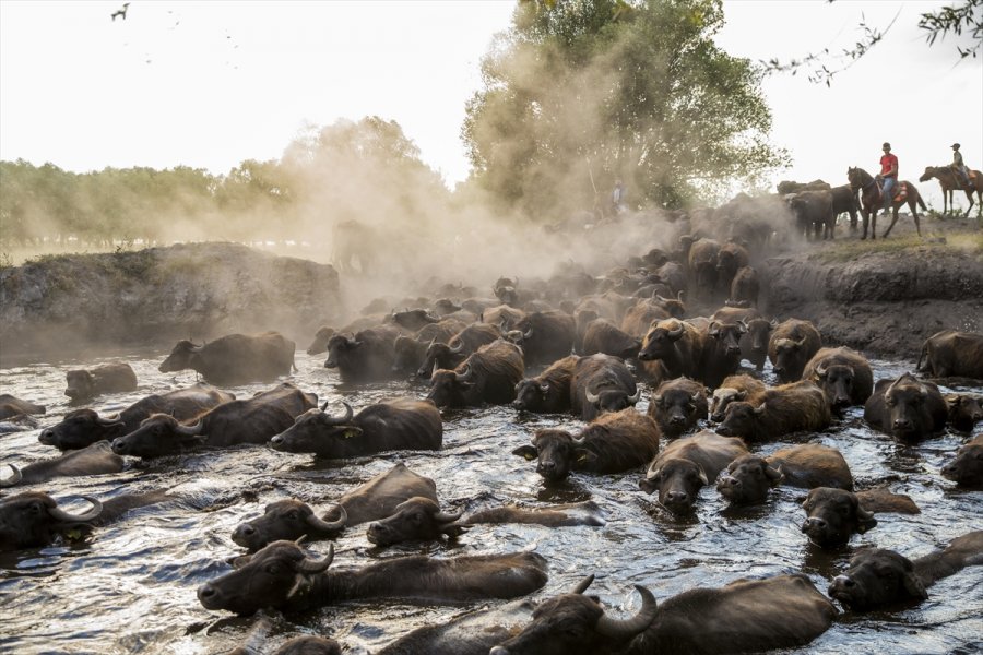 Erciyes'in Eteklerinde Yayılan Mandaların Gün Sonu Banyosu Görsel Şölen Sunuyor