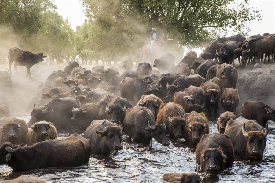 Erciyes'in Eteklerinde Yayılan Mandaların Gün Sonu Banyosu Görsel Şölen Sunuyor