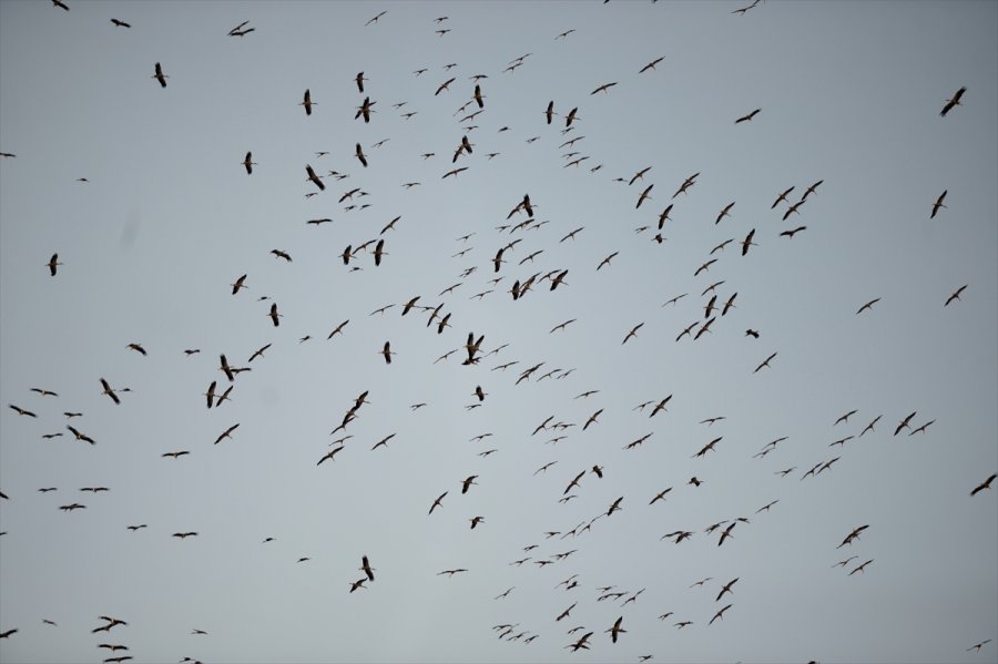 Eskişehir'de Binlerce Leyleğin Göçü Görsel Şölen Oluşturdu