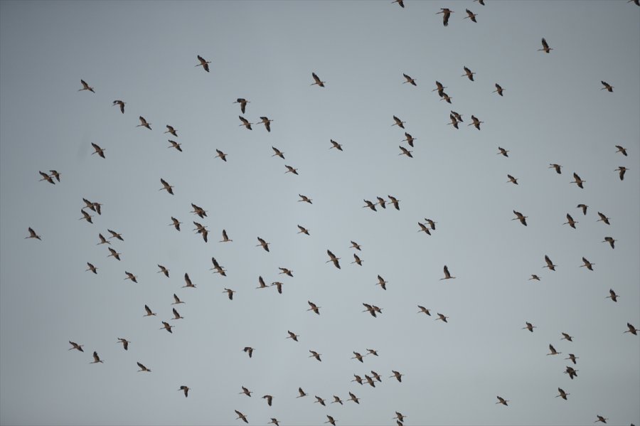 Eskişehir'de Binlerce Leyleğin Göçü Görsel Şölen Oluşturdu