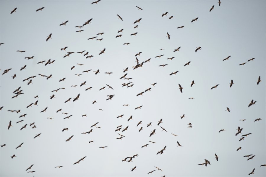 Eskişehir'de Binlerce Leyleğin Göçü Görsel Şölen Oluşturdu