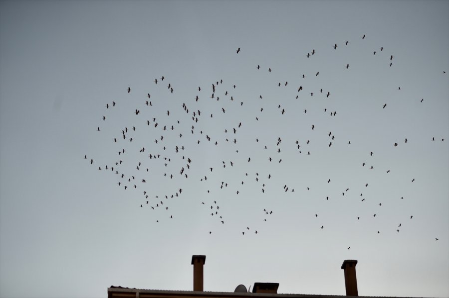 Eskişehir'de Binlerce Leyleğin Göçü Görsel Şölen Oluşturdu