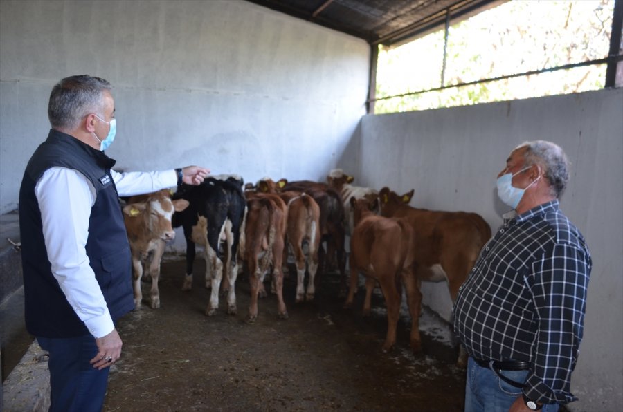 Kayseri'de Ahırı Yanan Çiftçiye Buzağı Ve Yem Yardımı Yapıldı