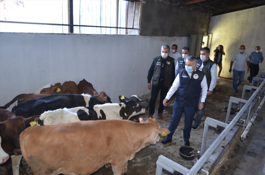 Kayseri'de Ahırı Yanan Çiftçiye Buzağı Ve Yem Yardımı Yapıldı