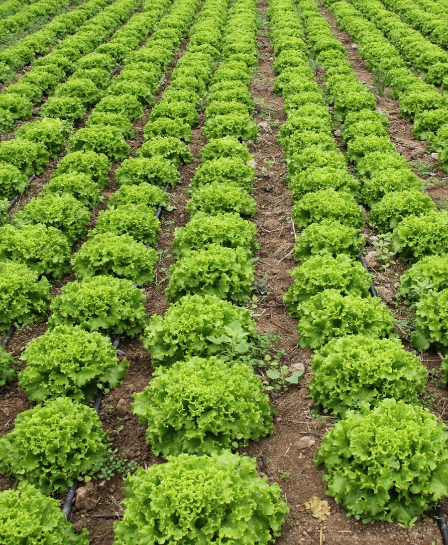 Beypazarı'nda 63 Bin Tona Yakın Marul Üretimi Yapıldı